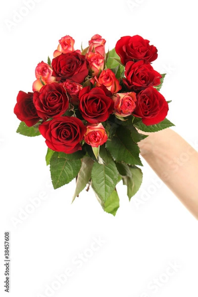 Fototapeta Hand with bouquet of red roses isolated on white background