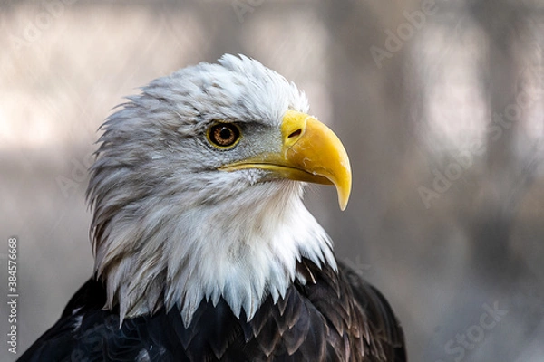 Obraz Bald Eagle