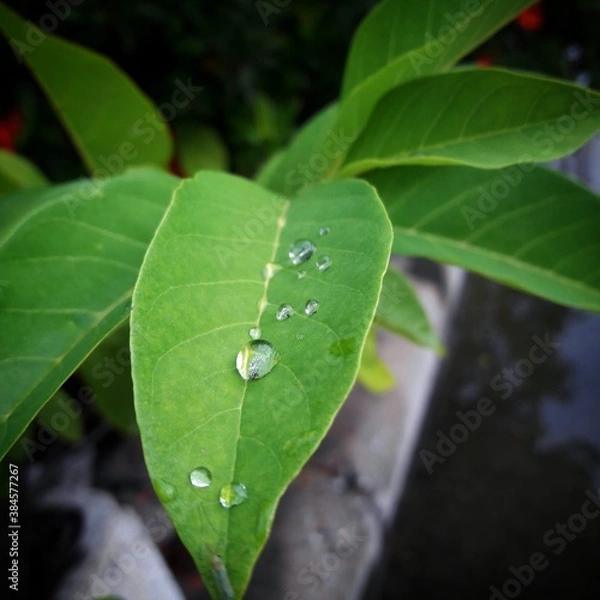 Obraz leaf with water drops