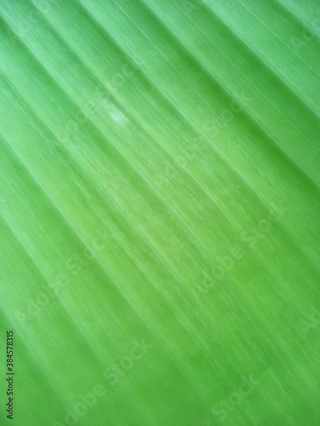 Obraz green leaf background
