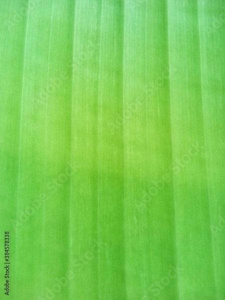 Obraz abstract background , green texture