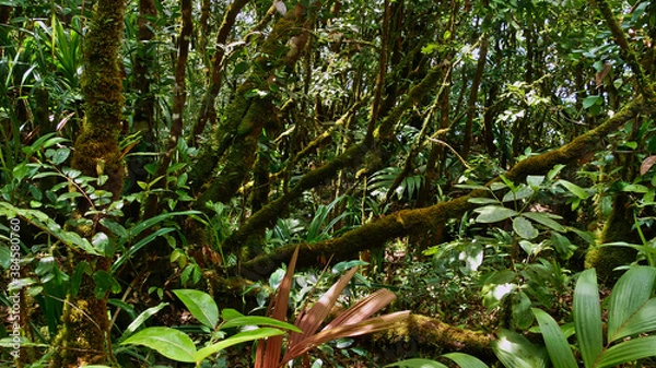 Obraz Green colored dense rainforest with moss covered trunks of a tree and several tropical endemic plants near Morne Blanc in the north of Mahe island Seychelles.