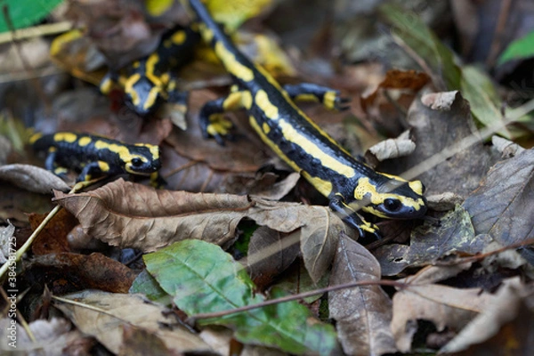 Obraz  Fire salamander Salamandra salamandra Portrait Amphibian