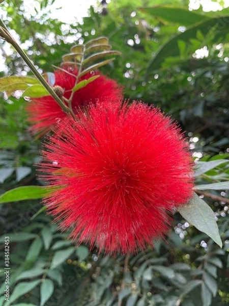 Obraz red and yellow flower