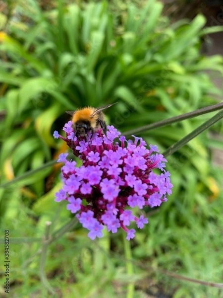 Fototapeta bee on lavender