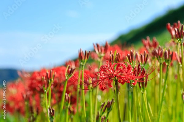 Obraz 彼岸花（曼珠沙華）