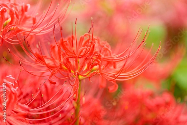 Obraz 彼岸花（曼珠沙華）