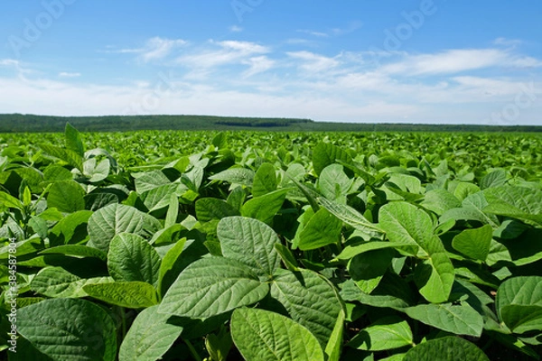 Fototapeta Green soybean field in sunny summer weather, forest and sky on background