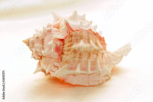 Obraz spiky conch