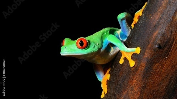 Obraz red-eye tree frog  Agalychnis callidryas