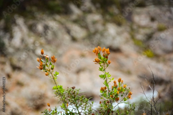 Obraz Le Fango (Fangu en corse) est un petit fleuve côtier français de l'île de Corse.