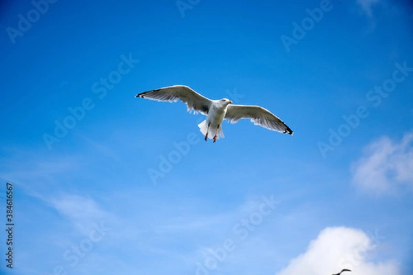 Obraz a flock of seagulls in blue sky with some clouds