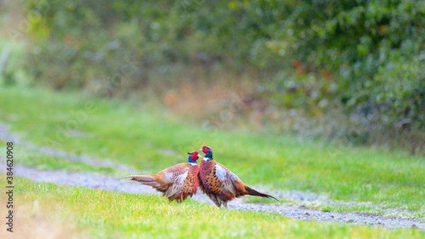Fototapeta Pheant stand off