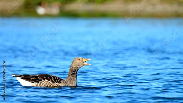 Fototapeta Hooting gose