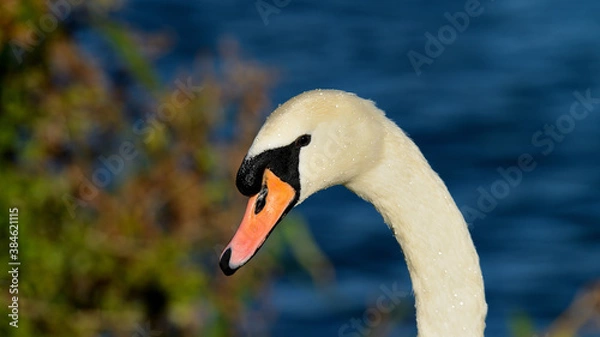 Fototapeta Swan