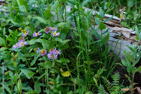 Obraz McCullough Gulch Wildflowers 2