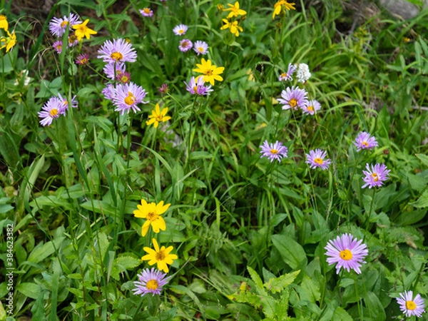 Obraz McCullough  Gulch Wildflowers