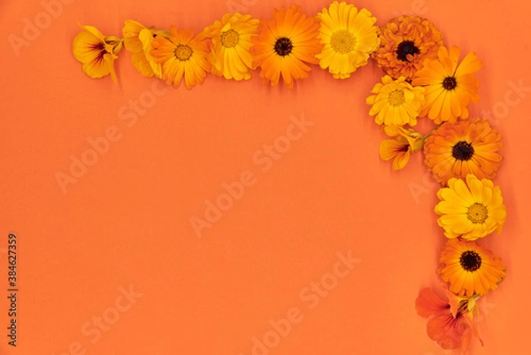 Obraz Bright orange flowers, marigold and nasturtium, as a frame lie on an orange background.