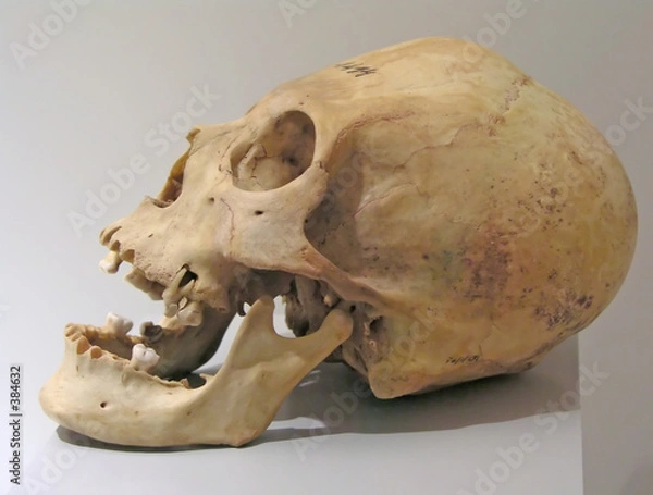 Fototapeta prehistoric skull