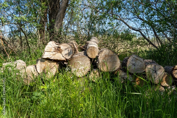 Fototapeta Pile of wood logs on the edge of the forest, green grass around