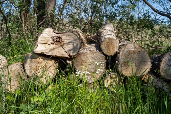 Fototapeta Pile of wood logs on the edge of the forest, green grass around