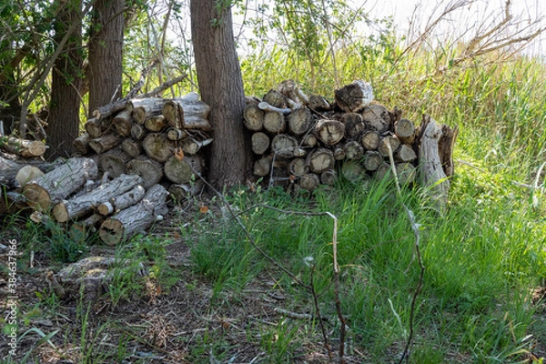 Fototapeta Pile of wood logs on the edge of the forest, green grass around