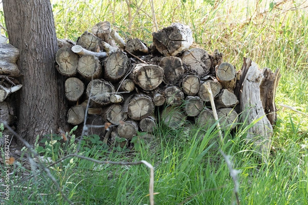 Fototapeta Pile of wood logs on the edge of the forest, green grass around