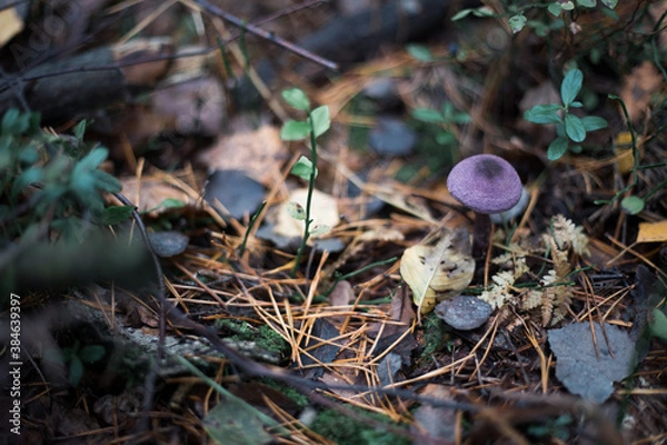 Obraz Mushroom close-up in autumn forest in grass
