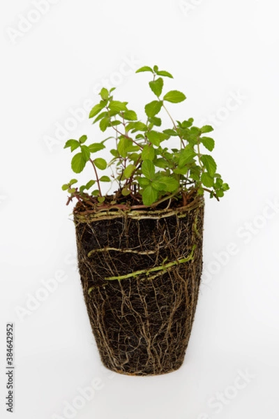 Obraz Mint plant green leaves root system pot shape white background.