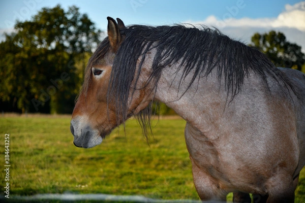 Fototapeta Identité équine