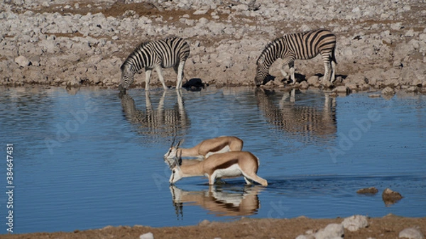 Obraz Antilopes de Namibie