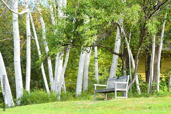 Obraz park bench and birch trees