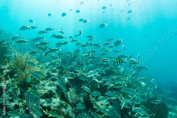 Obraz Reef Wildlife