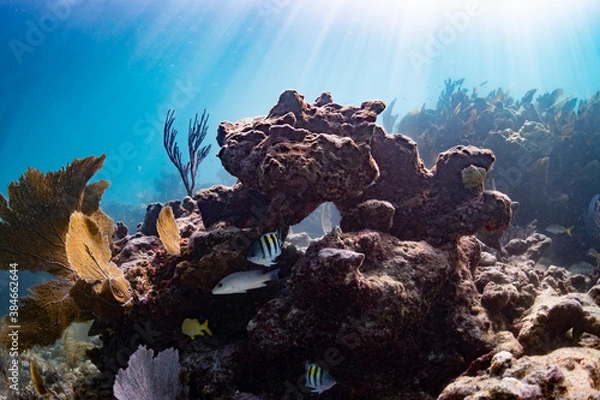 Obraz Underwater Serenity