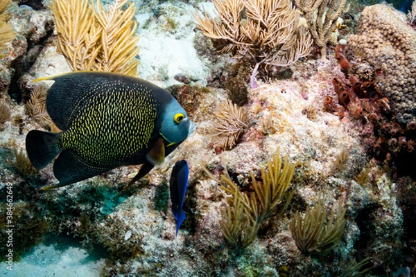 Obraz French Angelfish