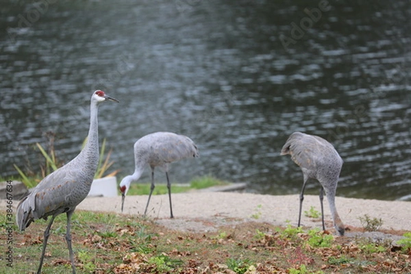Fototapeta cranes by the lake
