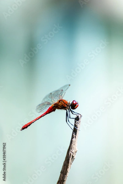 Fototapeta Red dragonfly isolated macro close up