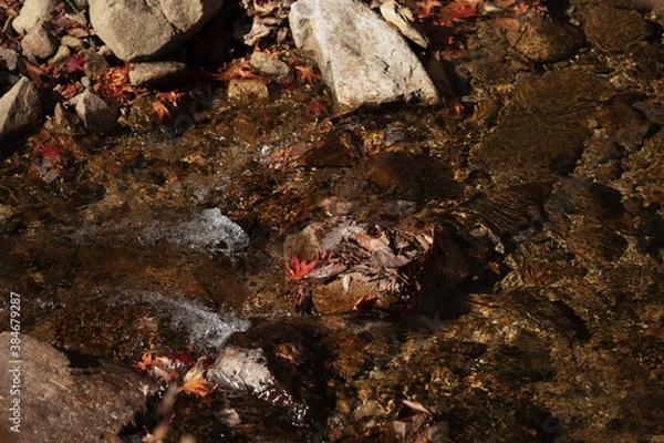 Fototapeta 落ち葉と川