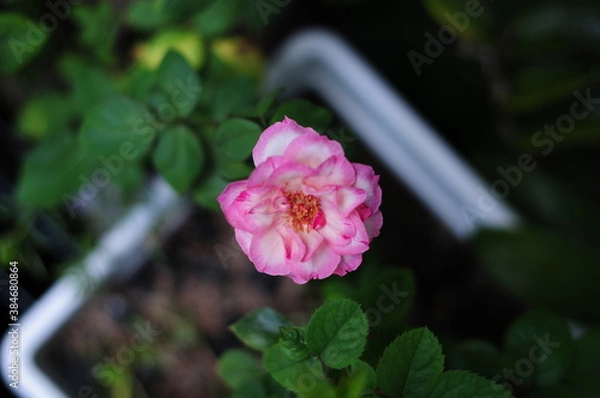 Obraz pink rose flower