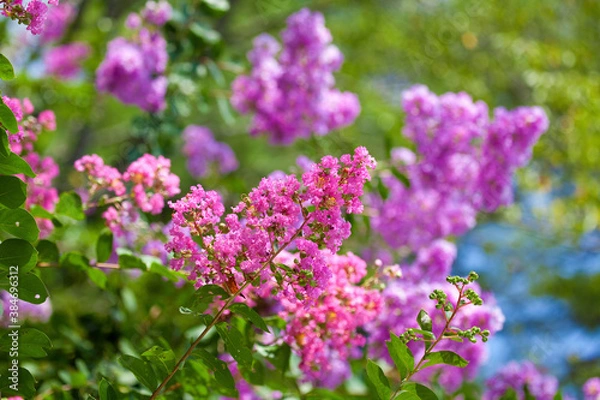 Fototapeta 夏の花サルスベリ