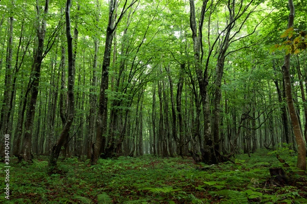Fototapeta trees in the forest