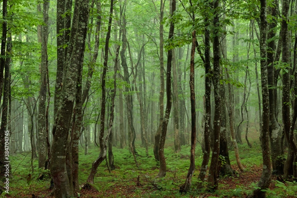 Fototapeta trees in the forest