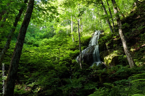 Fototapeta waterfall in the forest