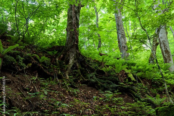 Fototapeta tree in the forest