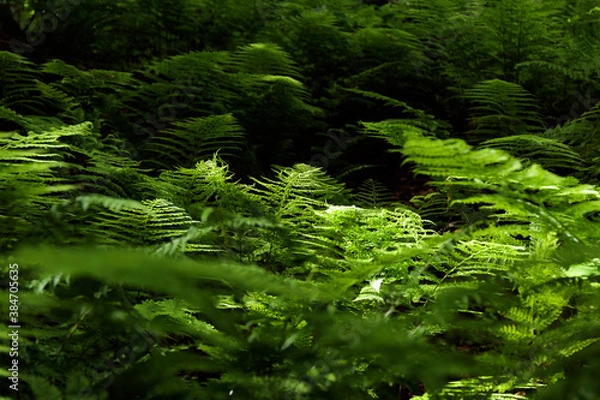 Fototapeta ferns in the forest