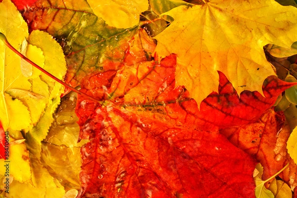 Fototapeta Colorful fallen autumn leaves in water space for text content