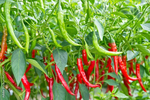 Fototapeta トウガラシ