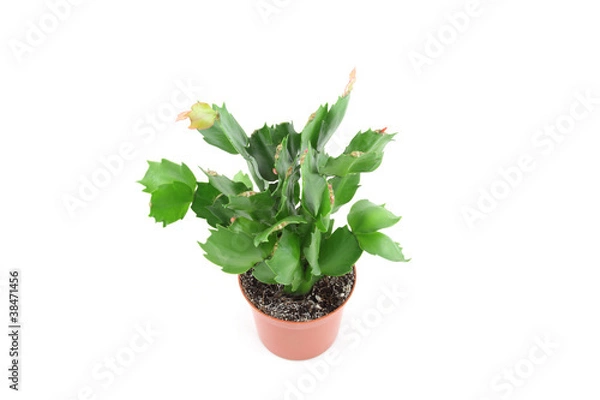Obraz Schlumbergera
