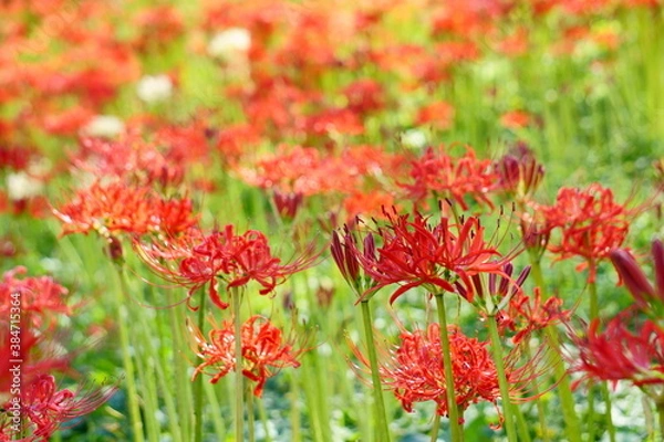 Fototapeta 彼岸花