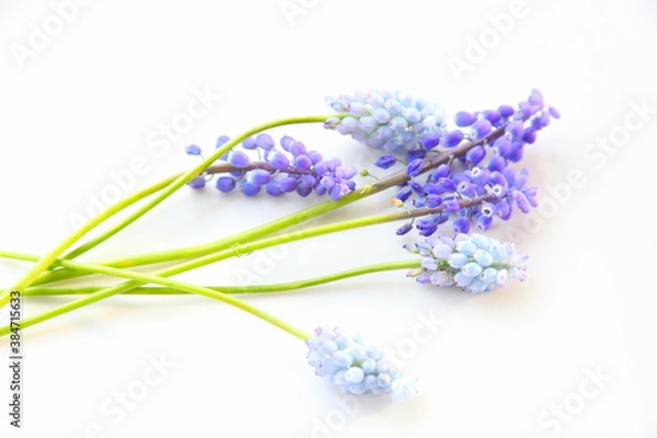 Fototapeta ムスカリ